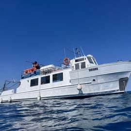 Savona: Barco para Bergeggi e MERGULHO COM SNORKEL na Área Marina Protegida